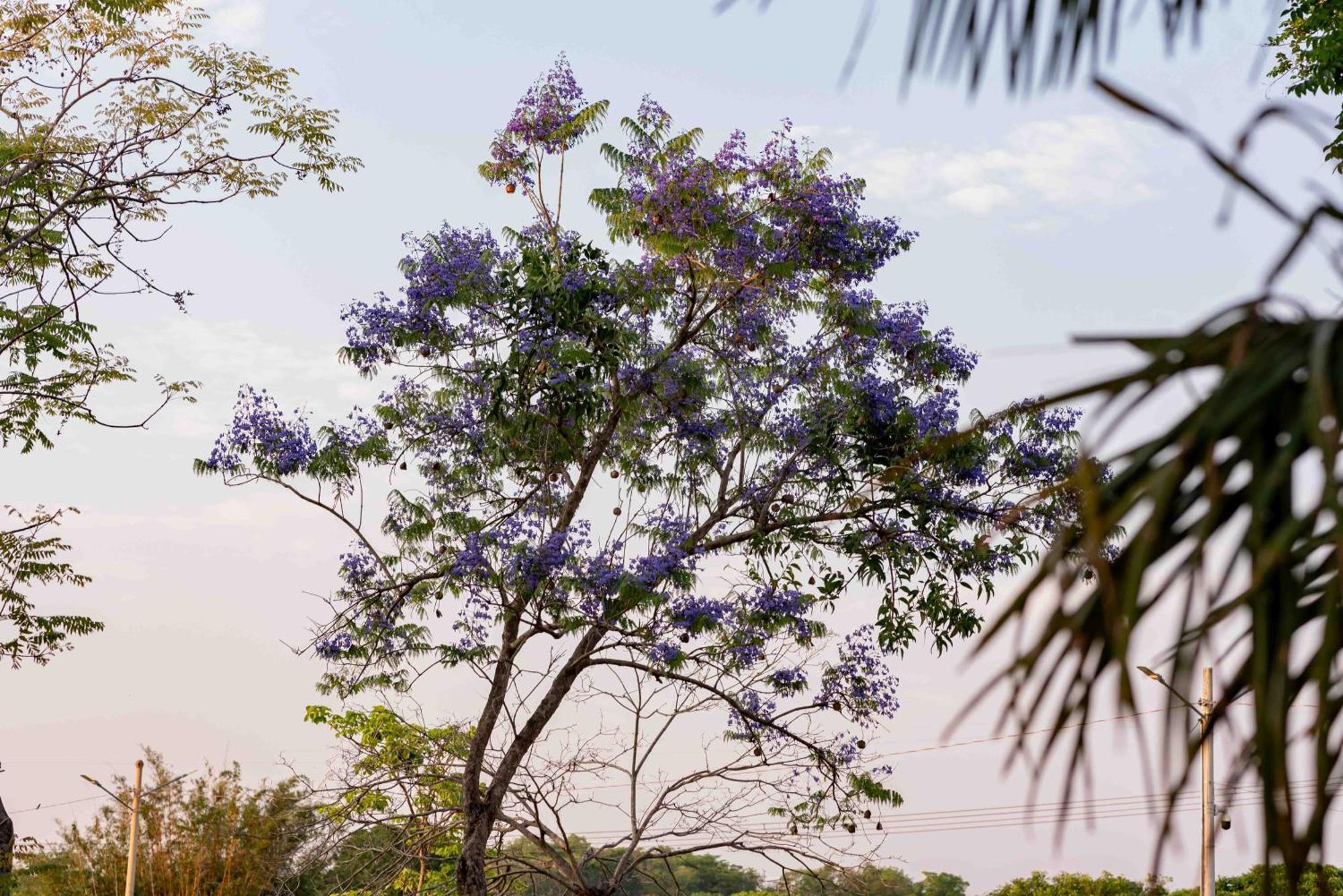 Spa Agua Milagrosa Cuiabá Extérieur photo